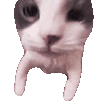 kitty gives you a lil smooch